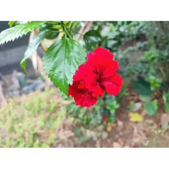 Fresh HIbiscus Flowers